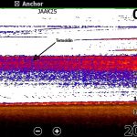 Termokliin ilma Fish ID-ta